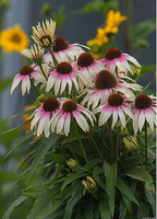 Jeżówka Fountain Pink Eye Echinacea 9