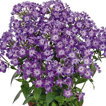 Floks, Płomyk Early Purple Eye Phlox Paniculata 9