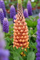 Łubin Salmon Star Lupinus hybrida