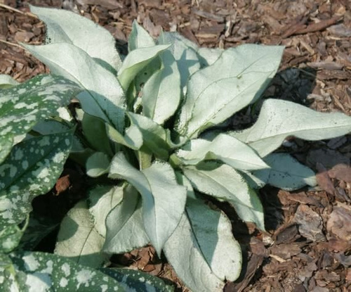 Miodunka Majeste Pulmonaria 9