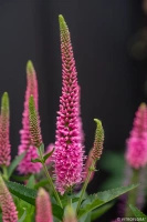 Przetacznik Lancita Pink Veronica hybrida
