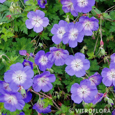 Bodziszek Rozanne Geranium hybrids