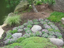 Macierzanka wczesna Albiflorus Thymus Praecox 9