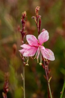 Gaura Cherry Brandy Gaura lindheimeri