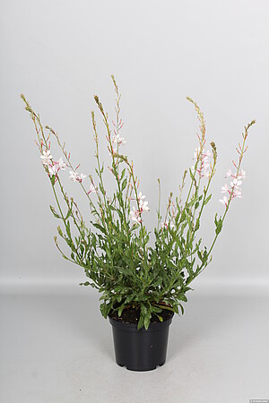 Gaura Flamingo White Gaura lindheimeri 1l