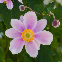Zawilec Serenade Anemone hybrida