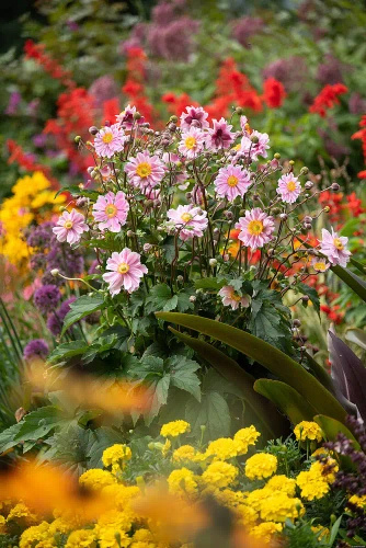 Zawilec Garden Breeze Whirlwind Pink Anemone Hybrida 