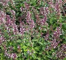 Kocimiętka wielkokwiatowa Florina Nepeta grandiflora 1l