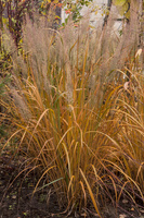 Trzcinnik krótkowłosy Calamagrostis brachytricha 1l
