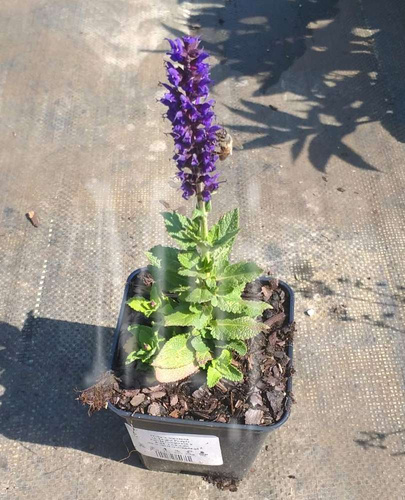 Szałwia omszona Midnight Purple Salvia nemorosa 