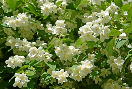 Jaśminowiec Innocence Philadelphus 1l