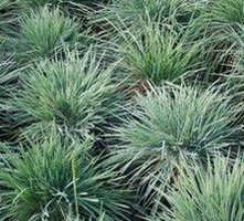 Strzęplica sina Koeleria glauca