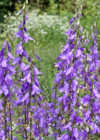 Dzwonek jednostronny Campbell Blue Campanula rapunculoides 9-1l