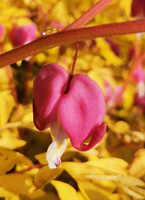 Serduszka okazała Gold Heart Dicentra Spectabilis 9-1l