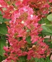 Hortensja bukietowa Magical Flame Hydrangea paniculata 1l