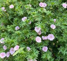 Bodziszek czerwony paskowany Geranium sanguineum var. striatum 