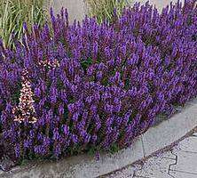 Szałwia omszona Blue Field Salvia nemorosa