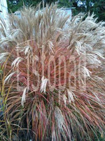 Miskant Chiński Red Chief Miscanthus Sinensis 1l