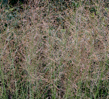 Trzęślica modra Edith Dudszus Molinia caerulea 9