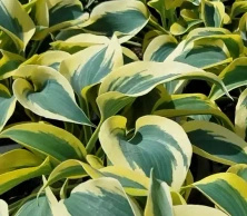 Funkia Autumn Frost Hosta