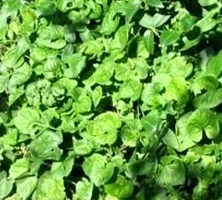 Fiołek Wonny Alba Viola Odorata 9