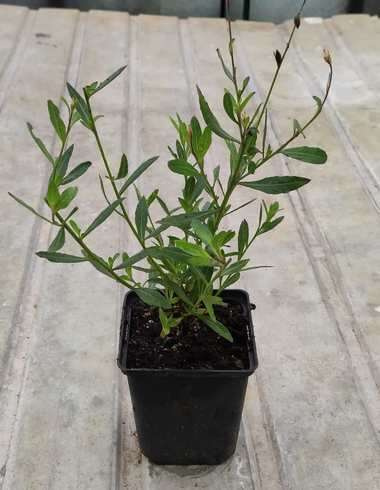 Gaura Whirling Butterflies Gaura lindheimeri