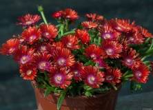 Delosperma Sundella Red Delosperma 