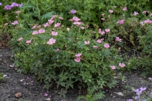 Bodziszek Endressa Wargrave Pink Geranium endressii