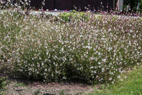 Gaura Flamingo White Gaura lindheimeri 1l