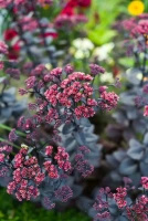 Rozchodnik wielki Oriental Dancer Sedum telephium