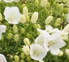 Dzwonek karpacki Avida White Campanula carpatica 9