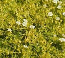 Karmnik ościsty Lime Moss Sagina Subulata 9