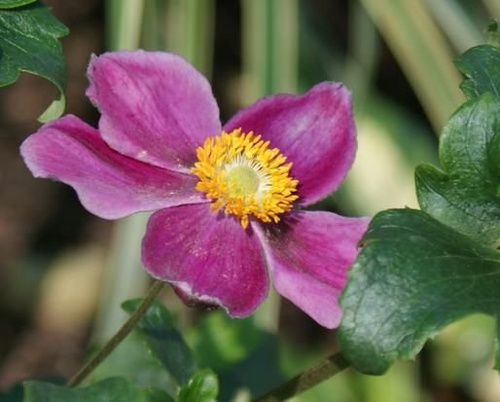 Zawilec Japoński Splendens Anemone Hupehensis 9