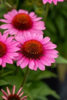 Jeżówka SunMagic Vintage Pink Echinacea