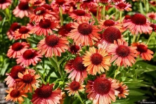 Jeżówka Meditation Orange Echinacea 