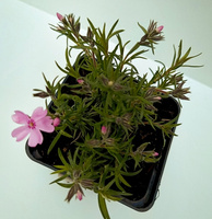 Floks szydlasty Ronsdorfer Beauty Phlox subulata 9