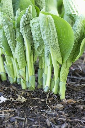 Funkia Love Pat Hosta 2l