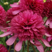 Jeżówka Southern Belle Echinacea