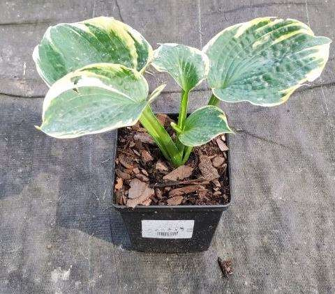 Funkia Sugar Daddy Hosta 1l
