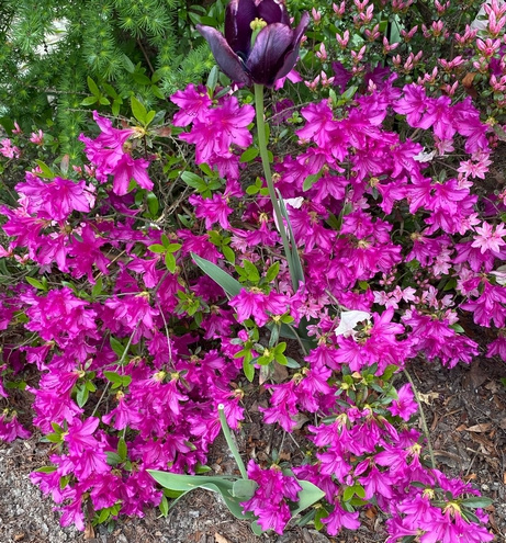 Azalia japońska Blaue Donau Azalea japonicum 1l