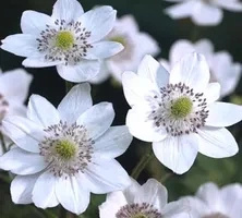 Zawilec Leveillei Anemone Leveillei