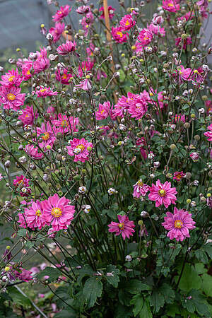 Zawilec Garden Breeze Rosy Red Anemone Hybrida 
