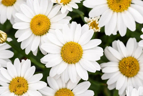 Złocień wielki Snow Cap Leucanthemum Superbum 1l