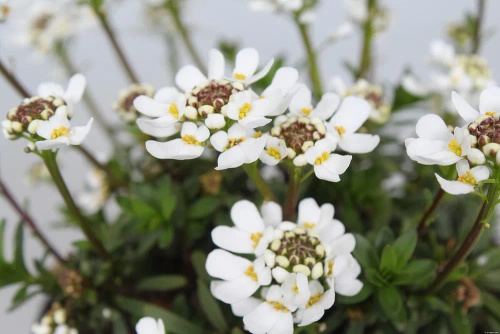 Ubiorek wiecznie zielony Appen Etz Iberis Sempervirens