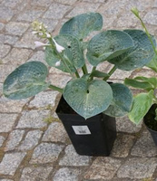 Funkia Love Pat Hosta 2l