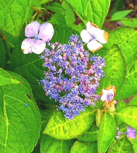 Hortensja Piłkowana Bluebird Hydrangea Serrata 1l