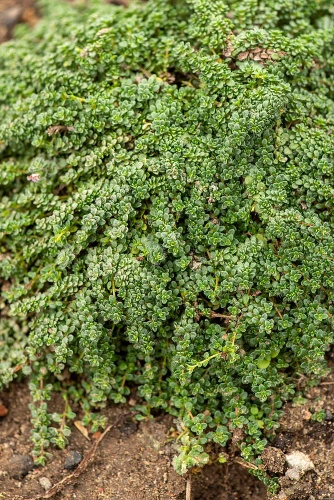 Macierzanka piaskowa Elfin Thymus Serphyllum