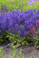 Szałwia omszona Noble Knight Salvia nemorosa