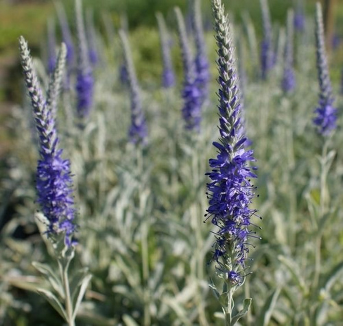 Przetacznik siwy Argentea Veronica incana 9