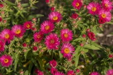 Aster nowobelgijski Andenken am Alma Pötschke Aster novi-belgii 1l